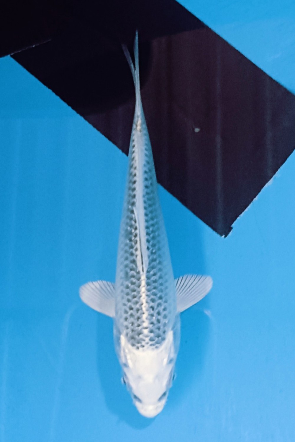 Juara 2
