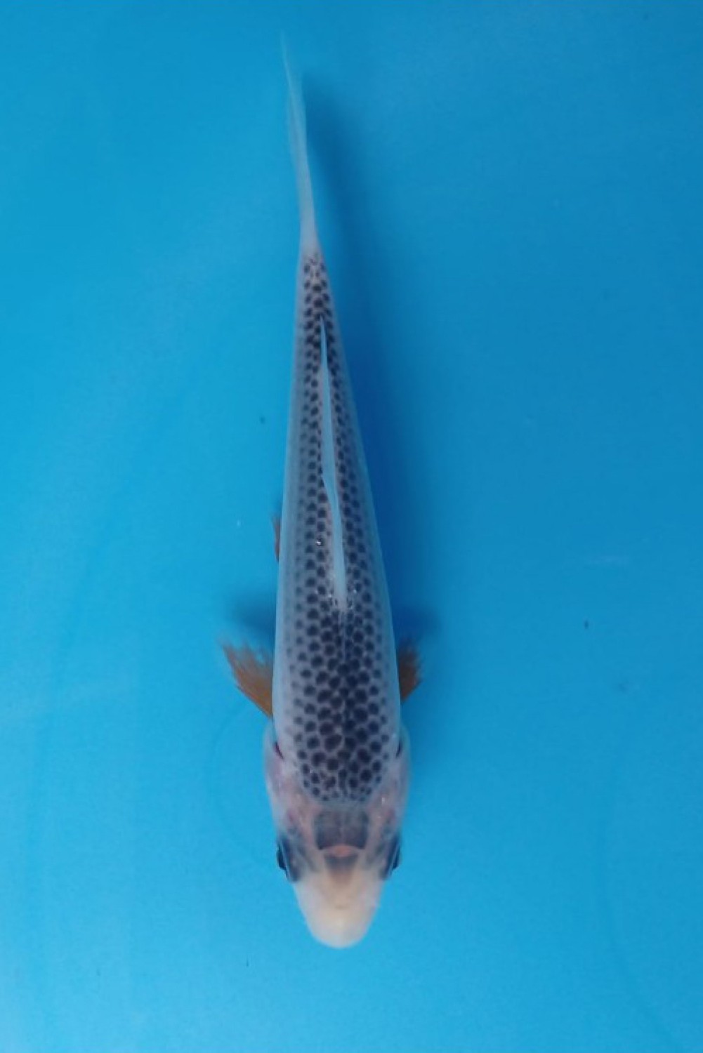 Juara 1