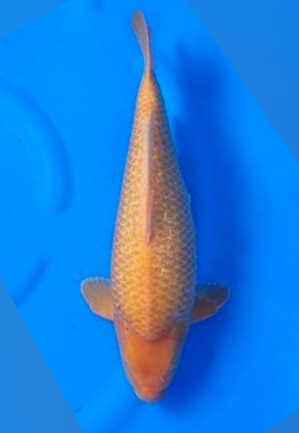Juara 2