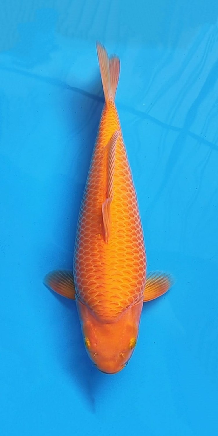 Juara 1