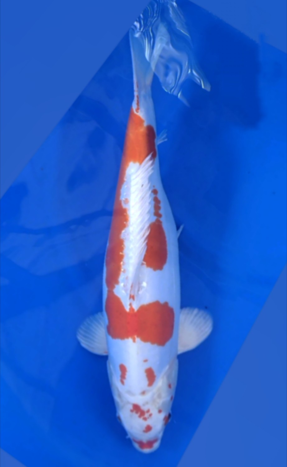 Juara 1