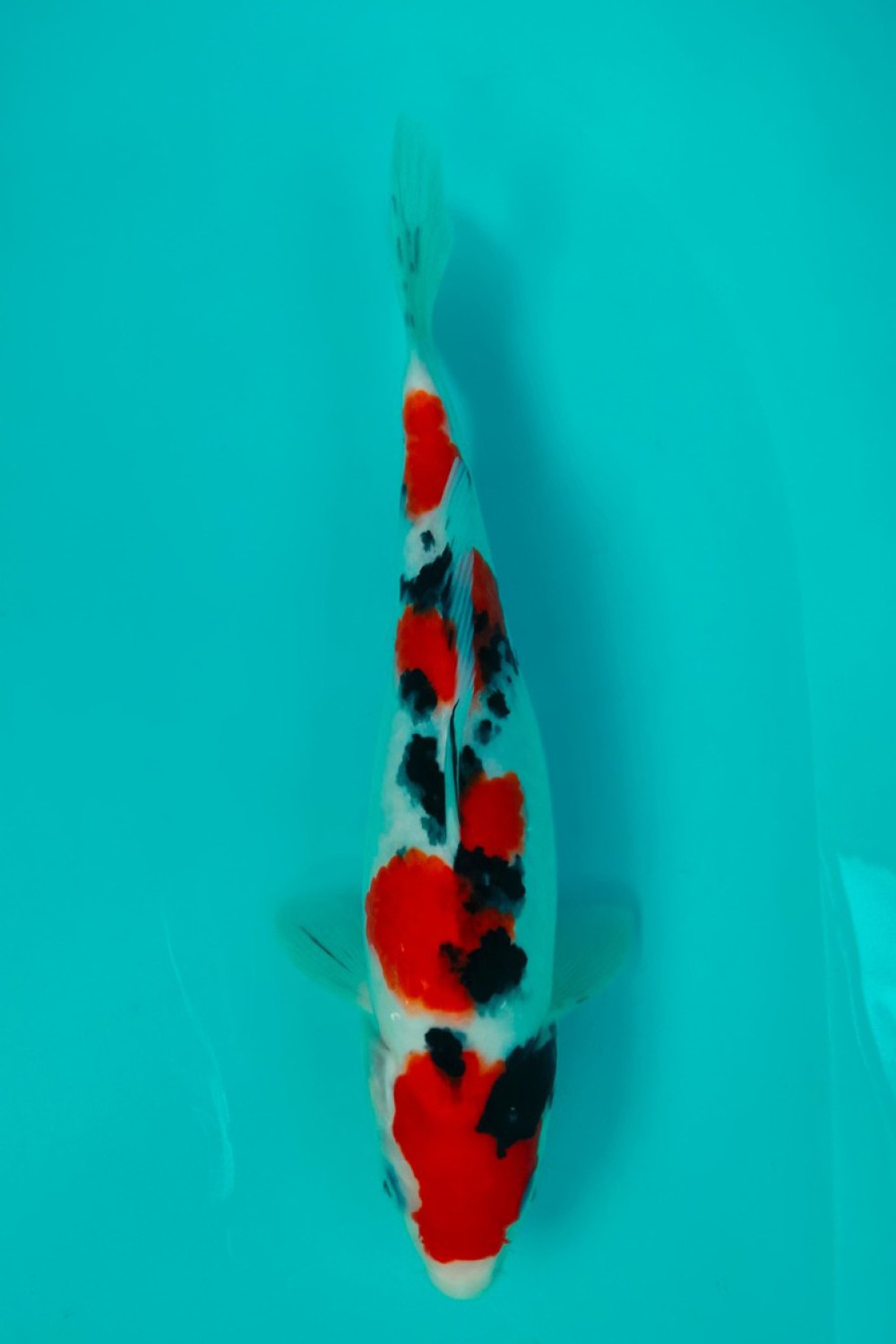 Juara 5