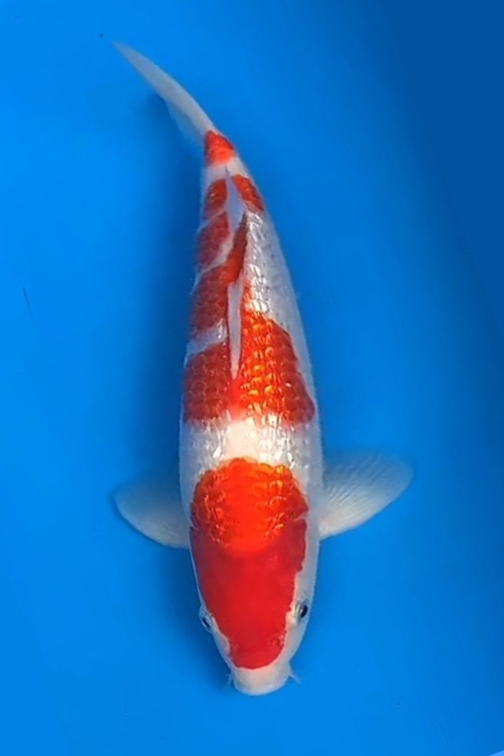 Juara 1