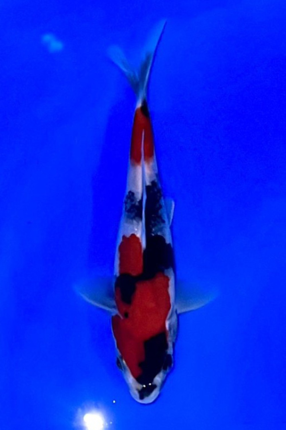 Juara 1