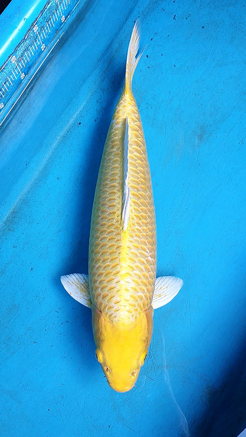 Juara 2