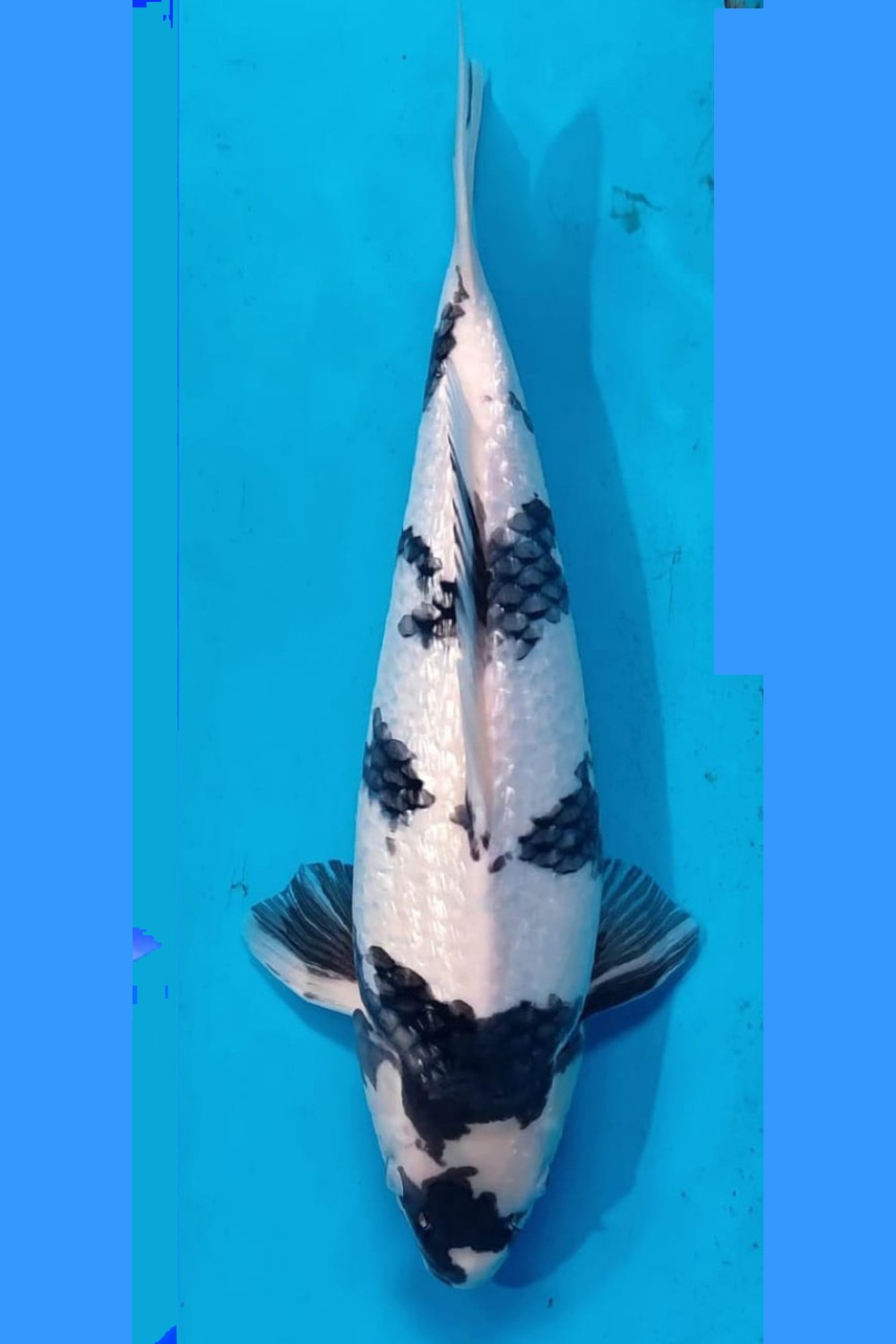 Juara 1