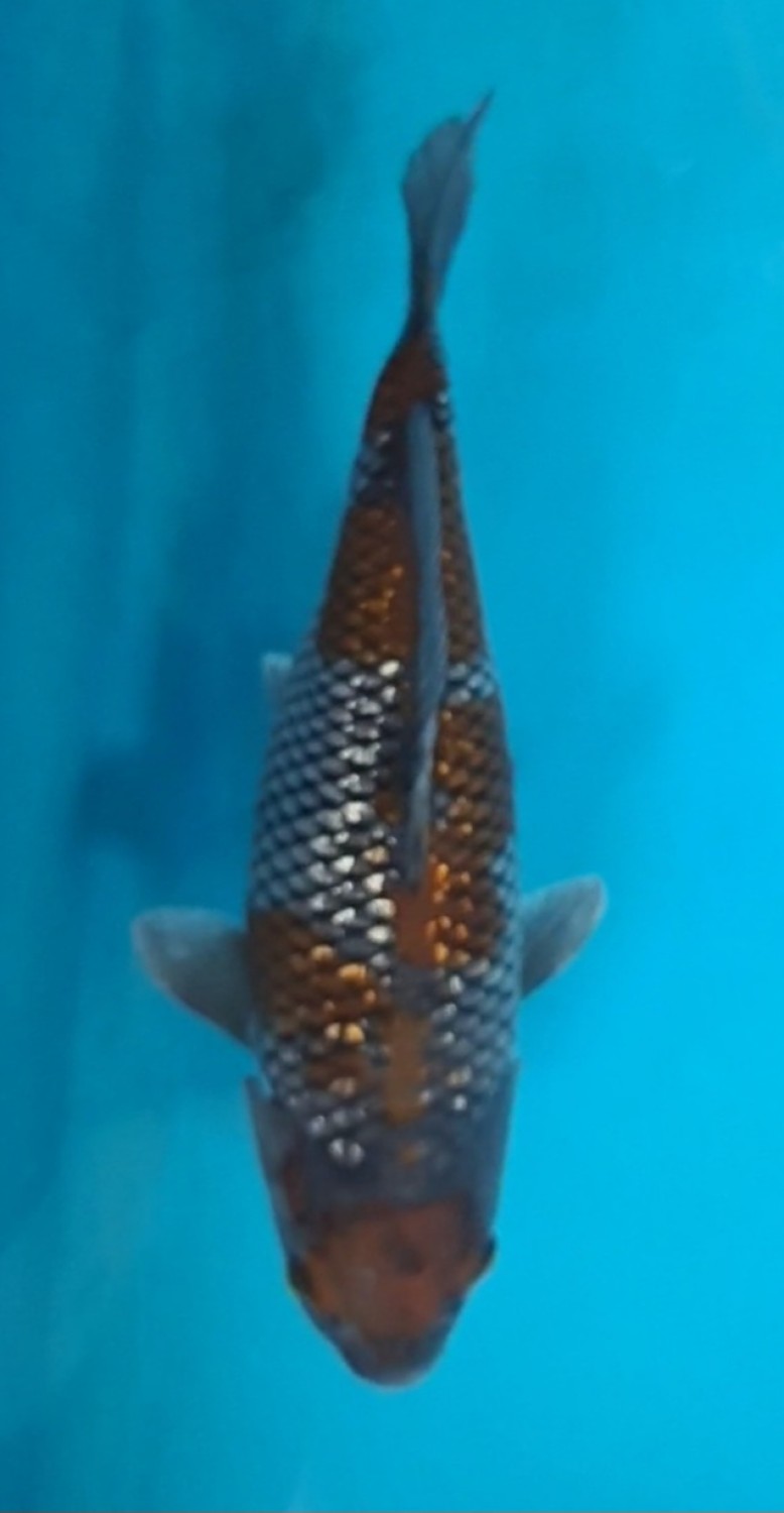 Juara 5