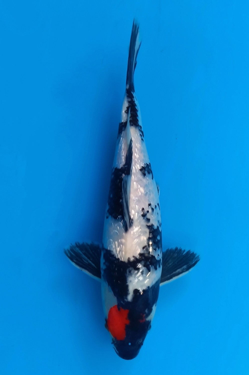 Juara 5