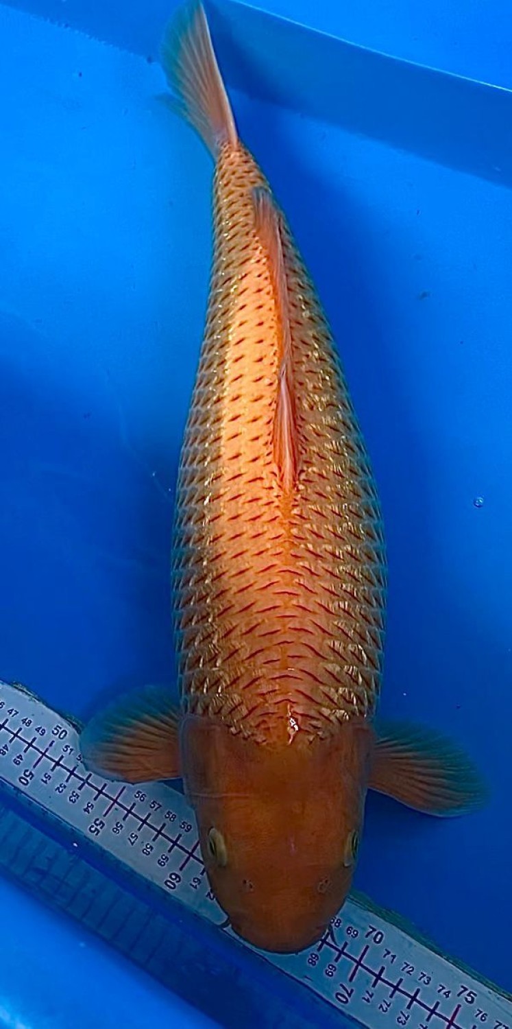 Juara 2