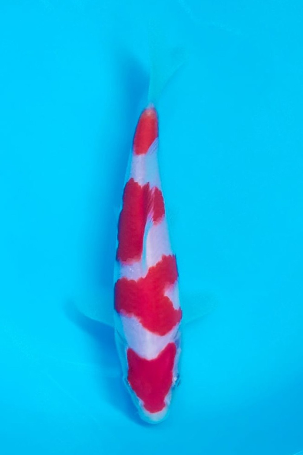 Best In Size A, 13 - 15 cm