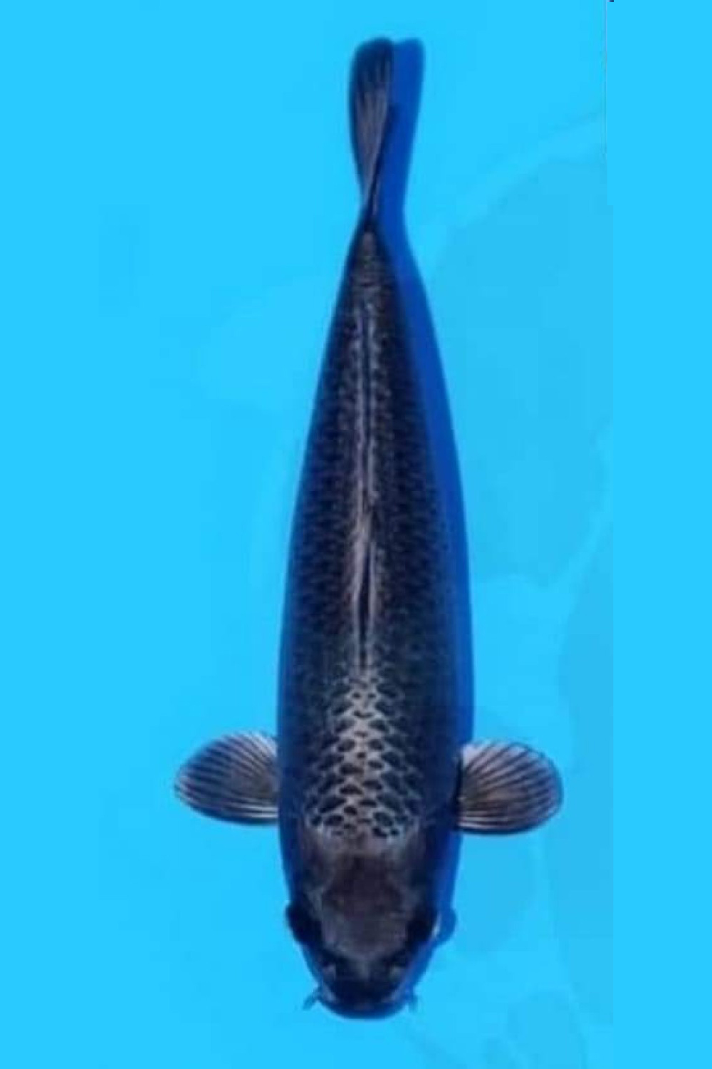 Best In Size E, 46 - 50 cm