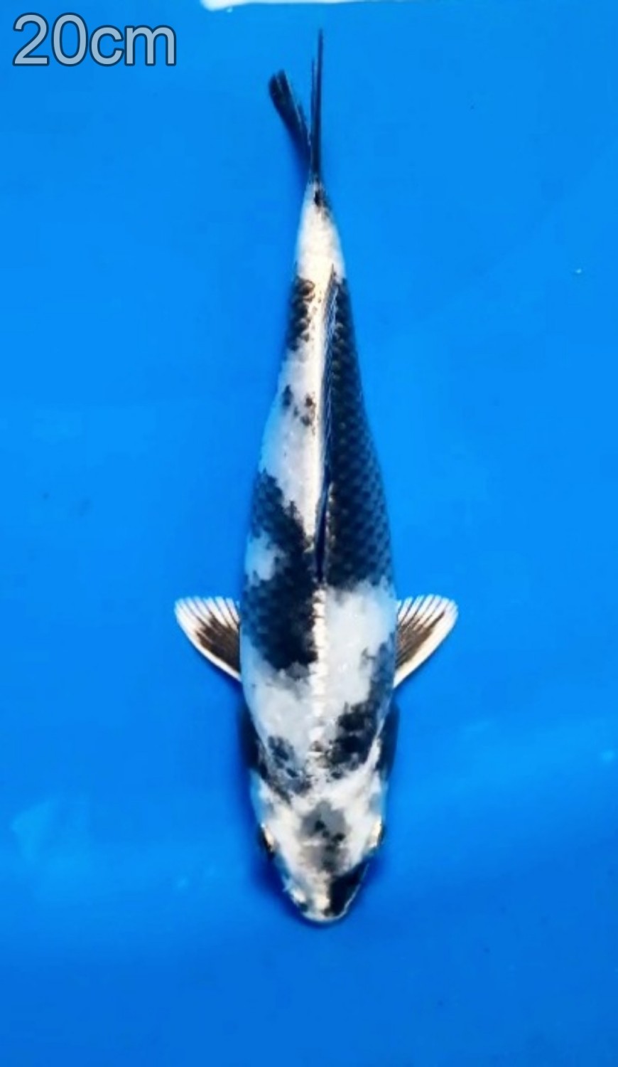 Juara 3