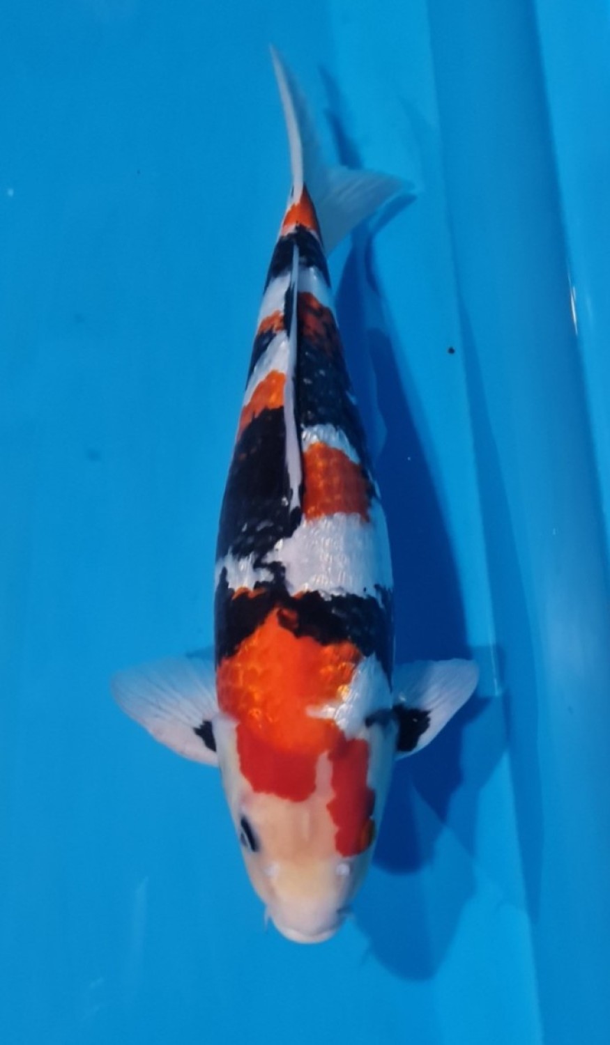 Best In Size B, 41 - 45 cm
