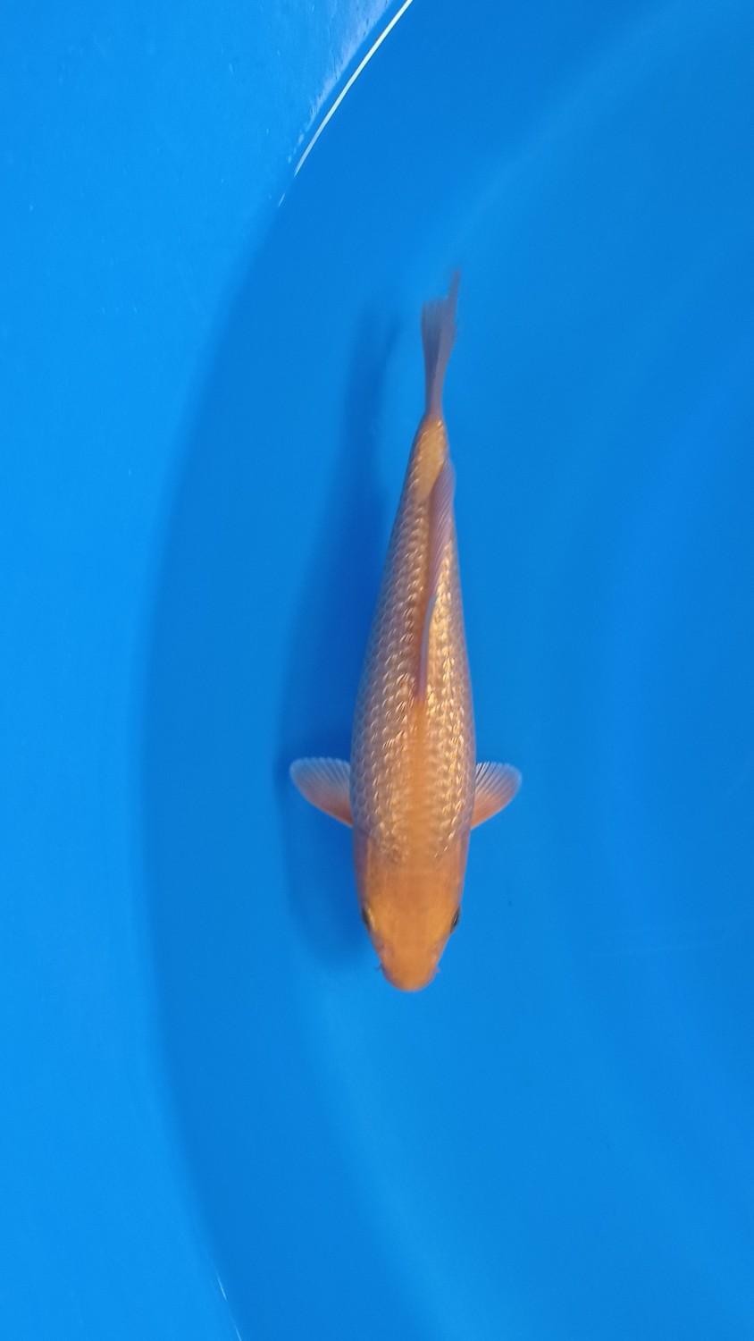 Juara 5