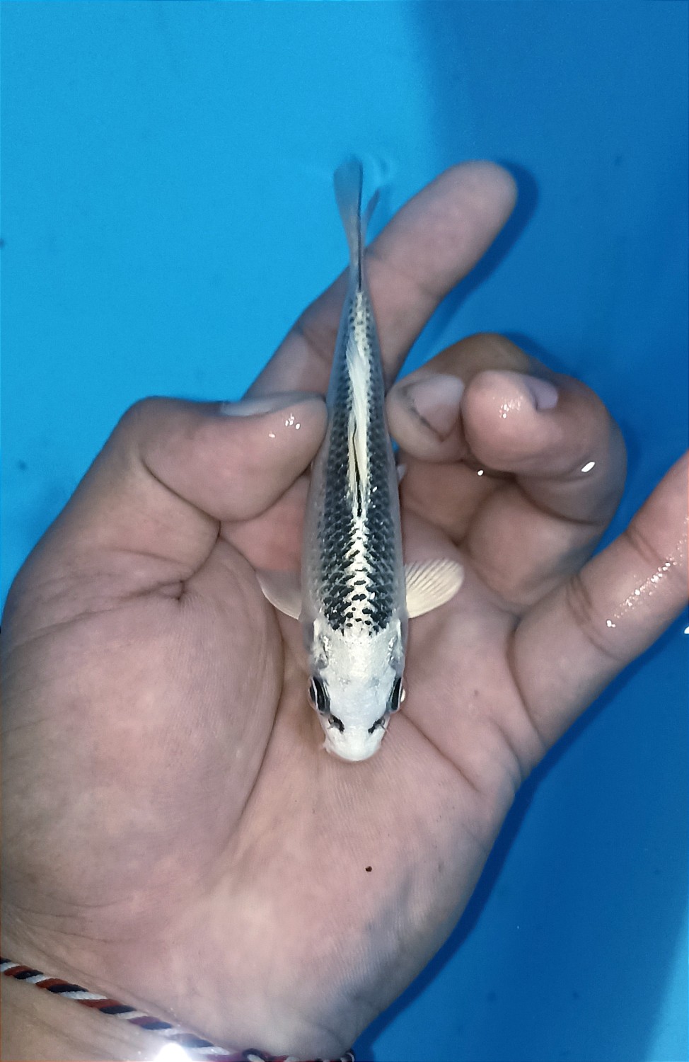Juara 1