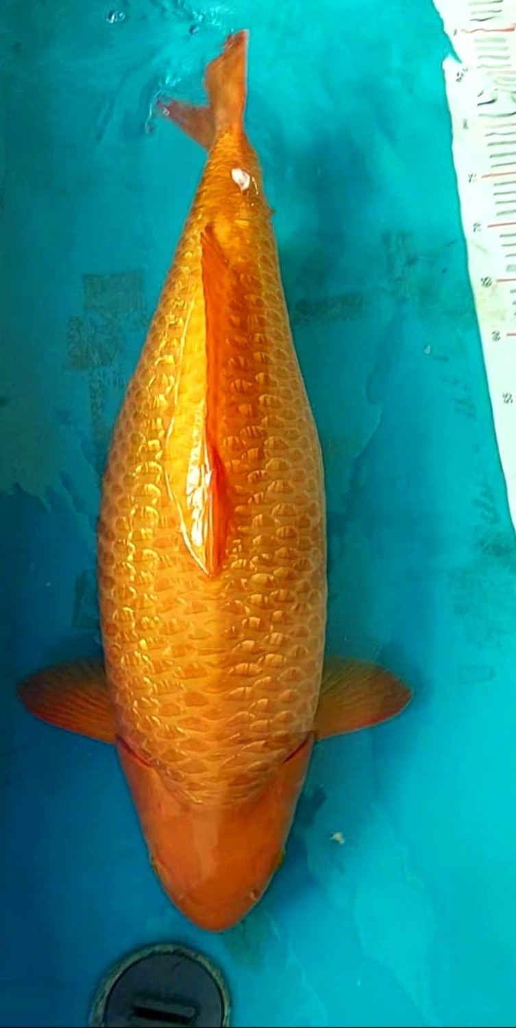 Juara 1