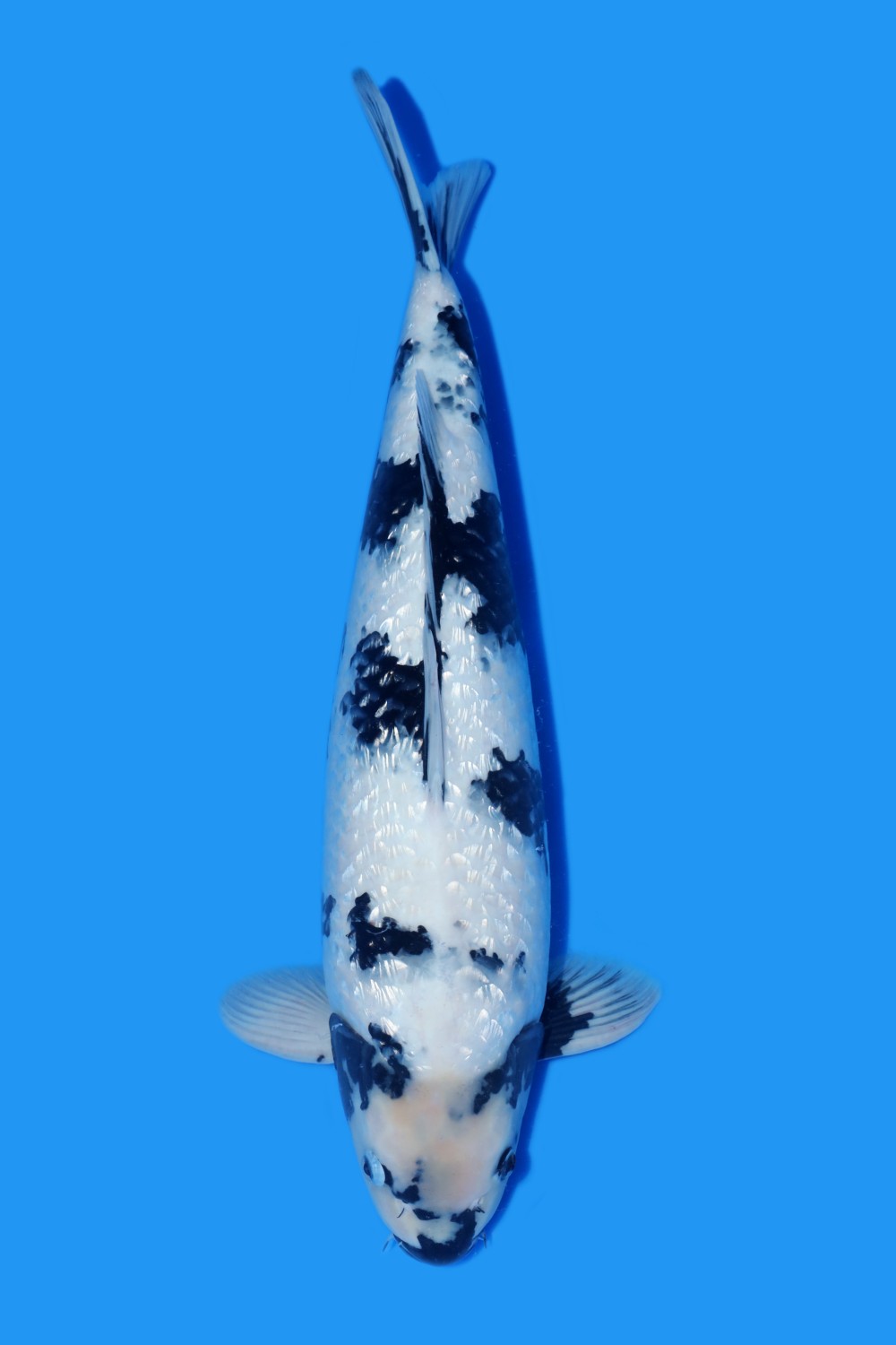 Juara 2