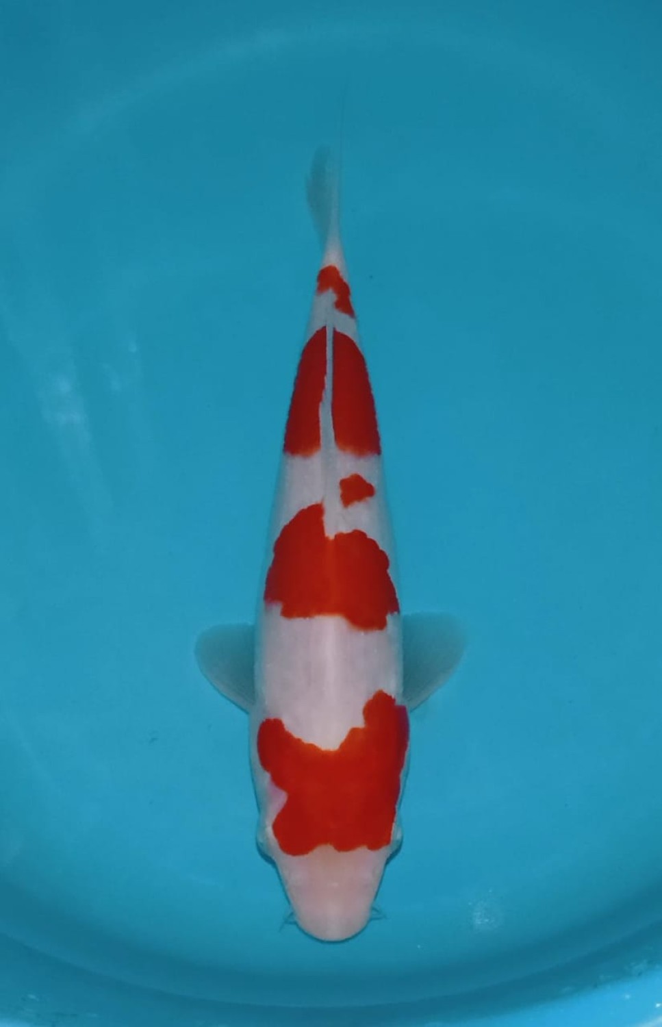 Best In Size A, 16 - 20 cm