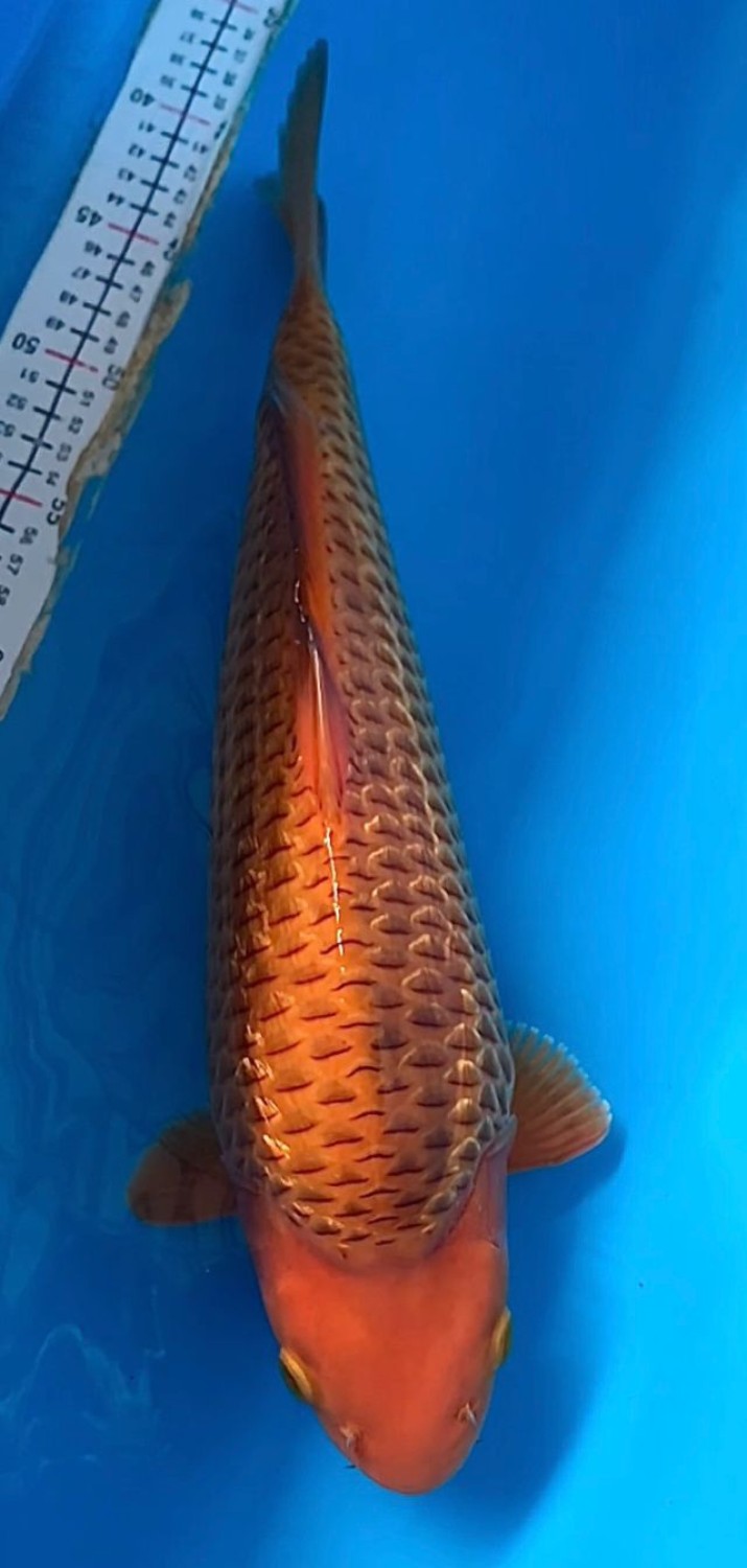 Juara 1