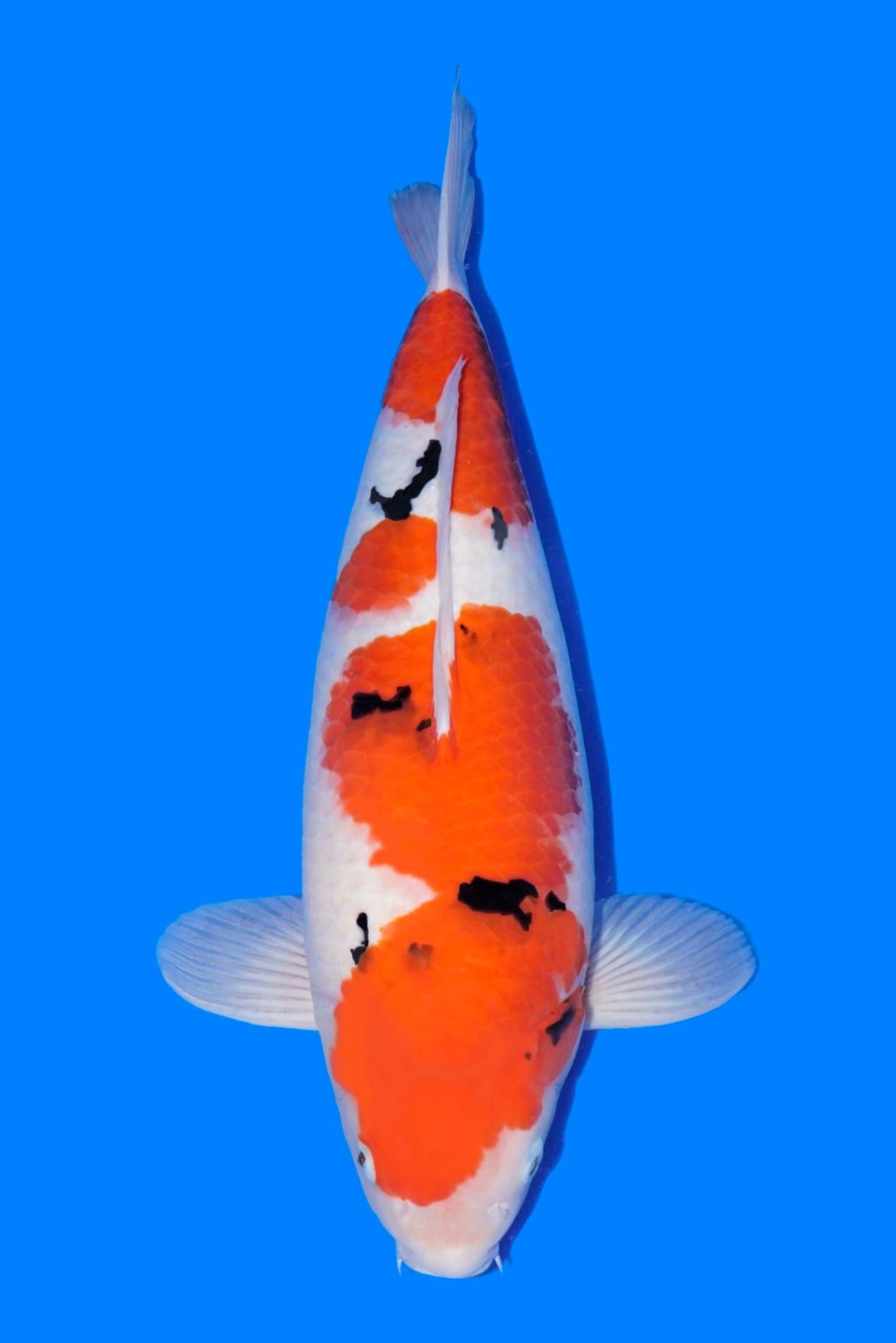 Juara 1