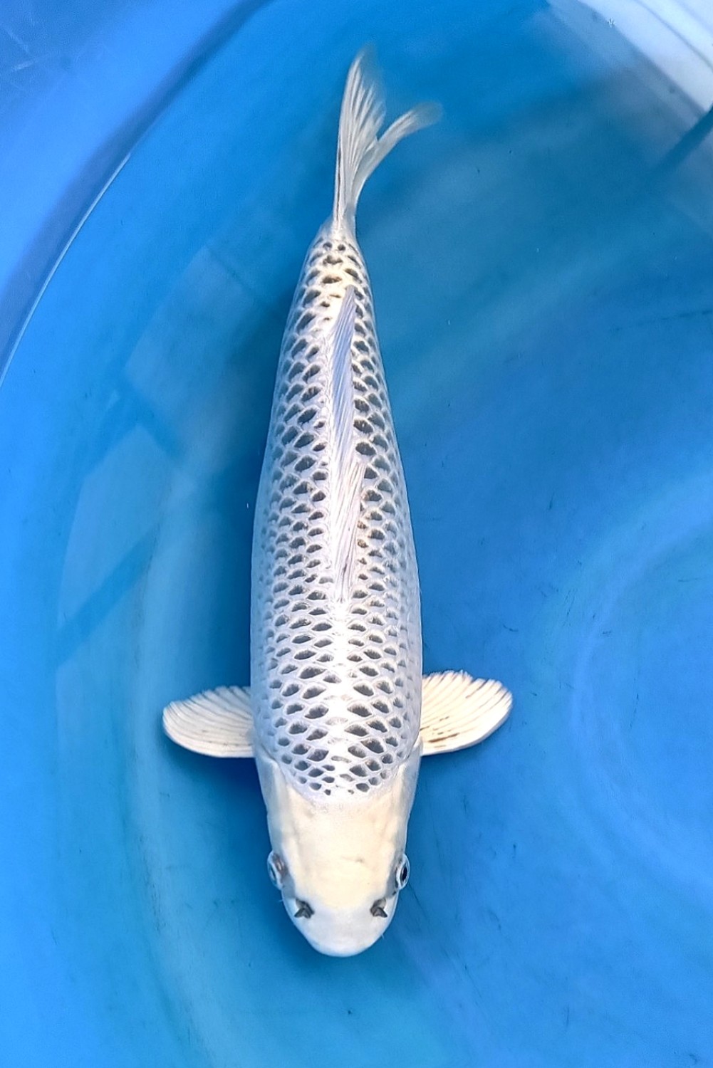 Juara 2