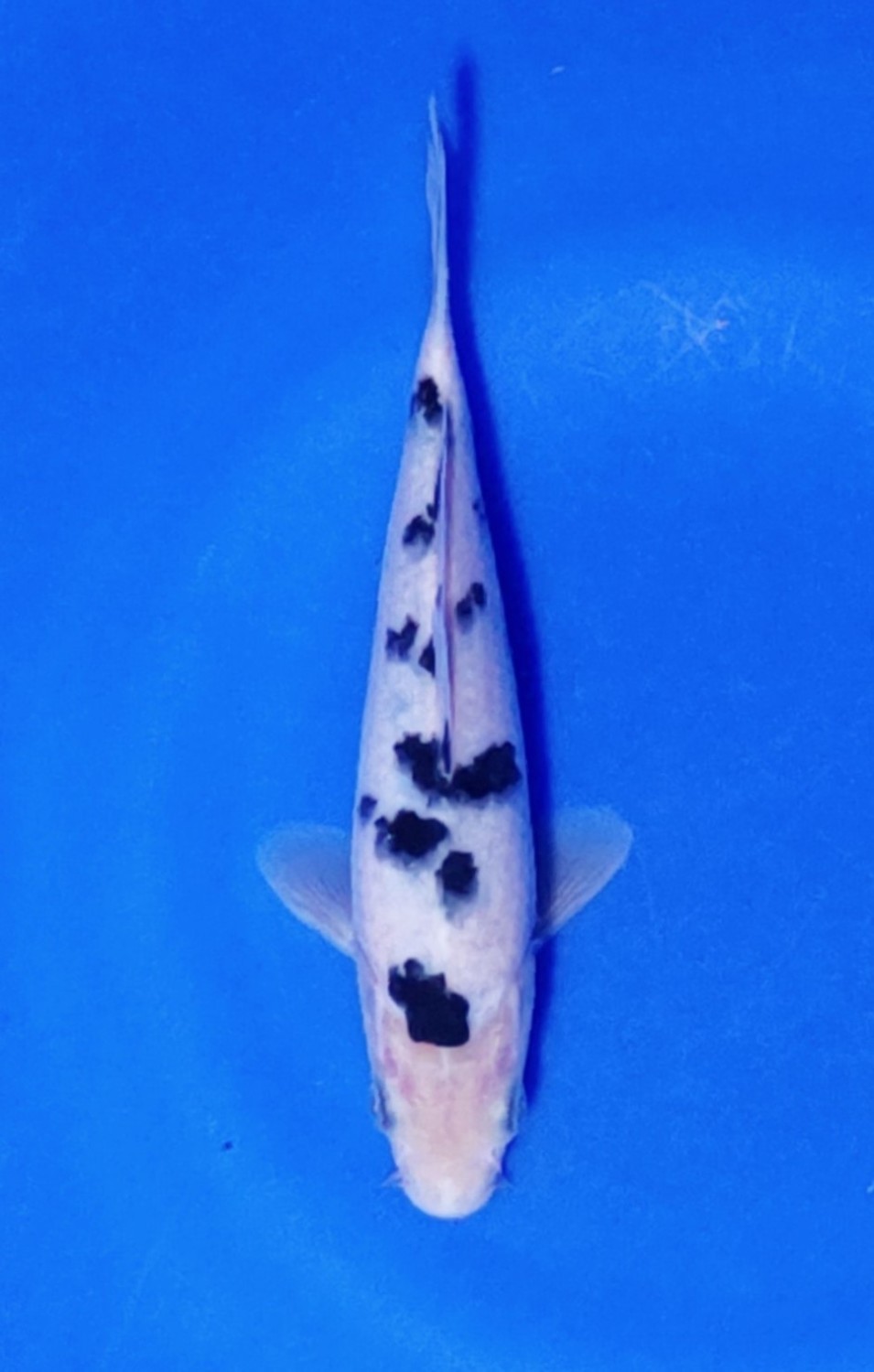 Juara 1
