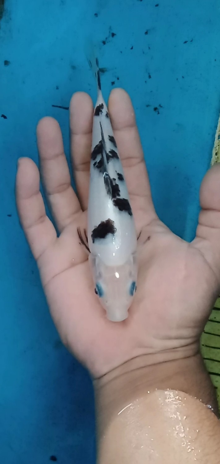 Juara 2