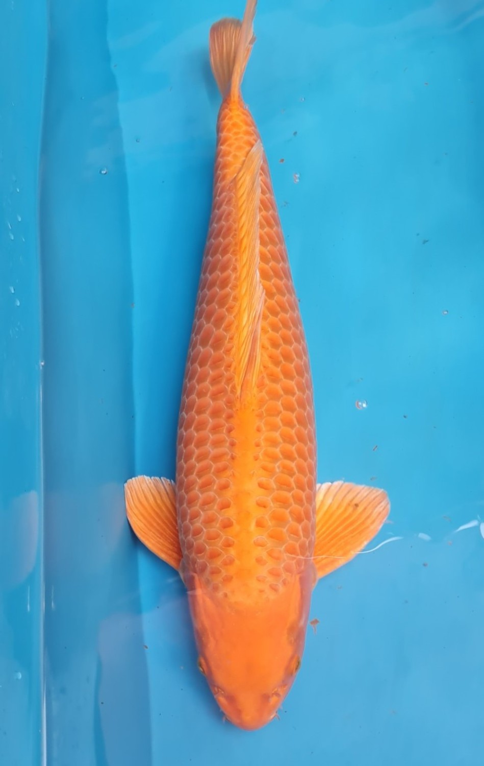 Best In Size E, 51 - 55 cm