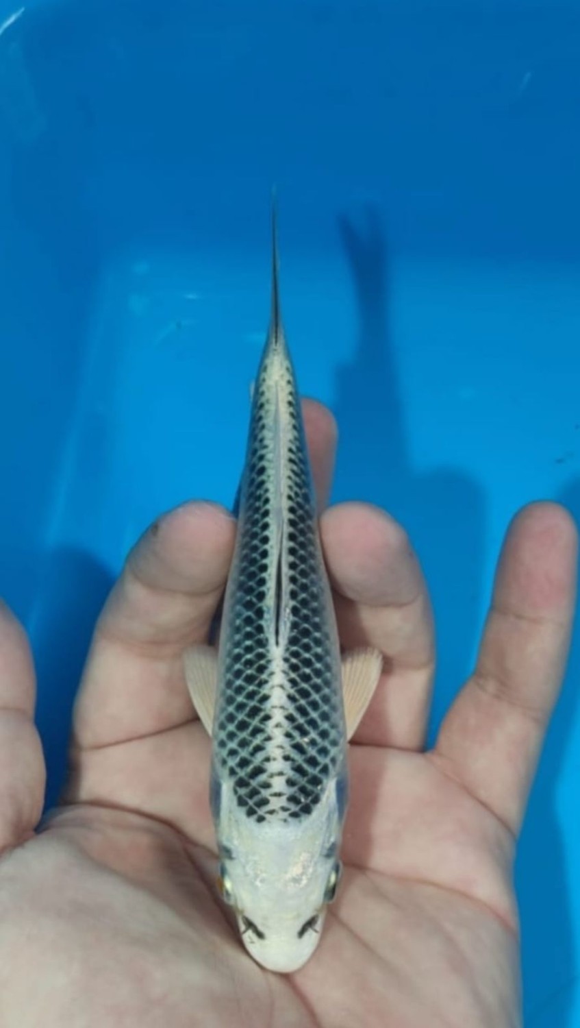 Best In Size E, 13 - 15 cm