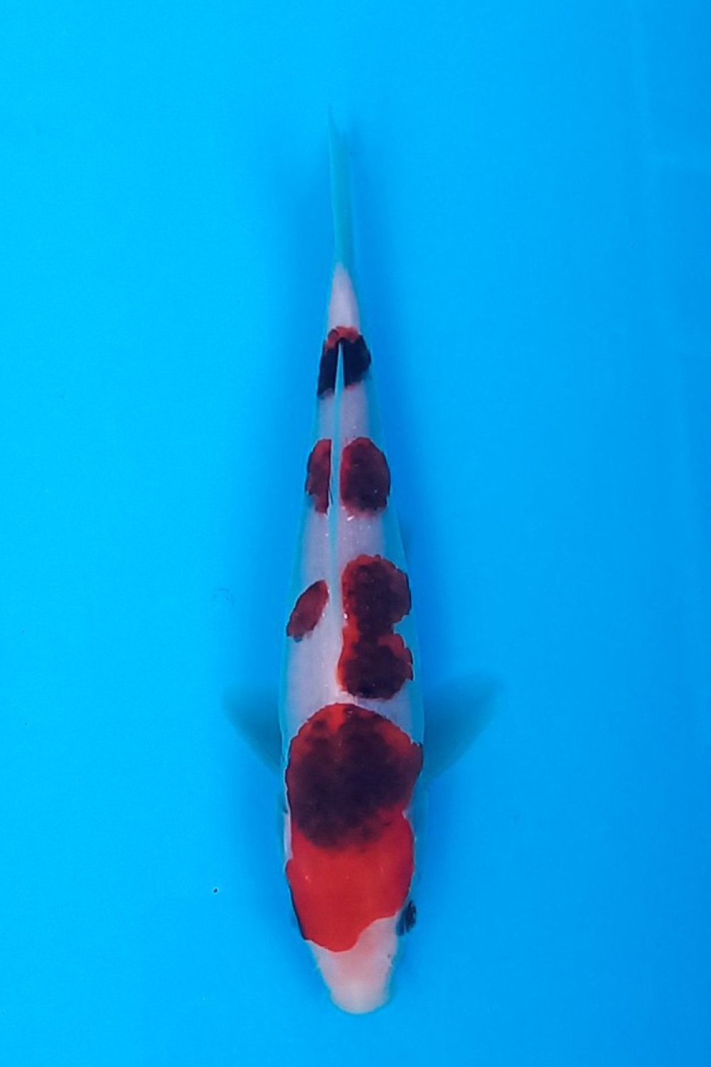 Best In Size C, 16 - 20 cm