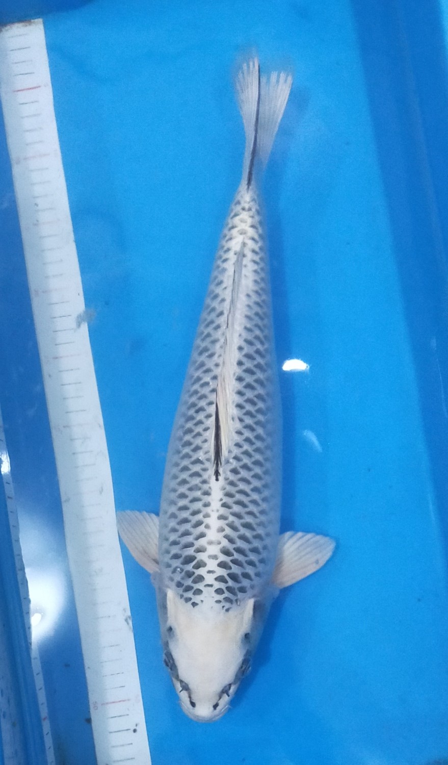 Juara 1