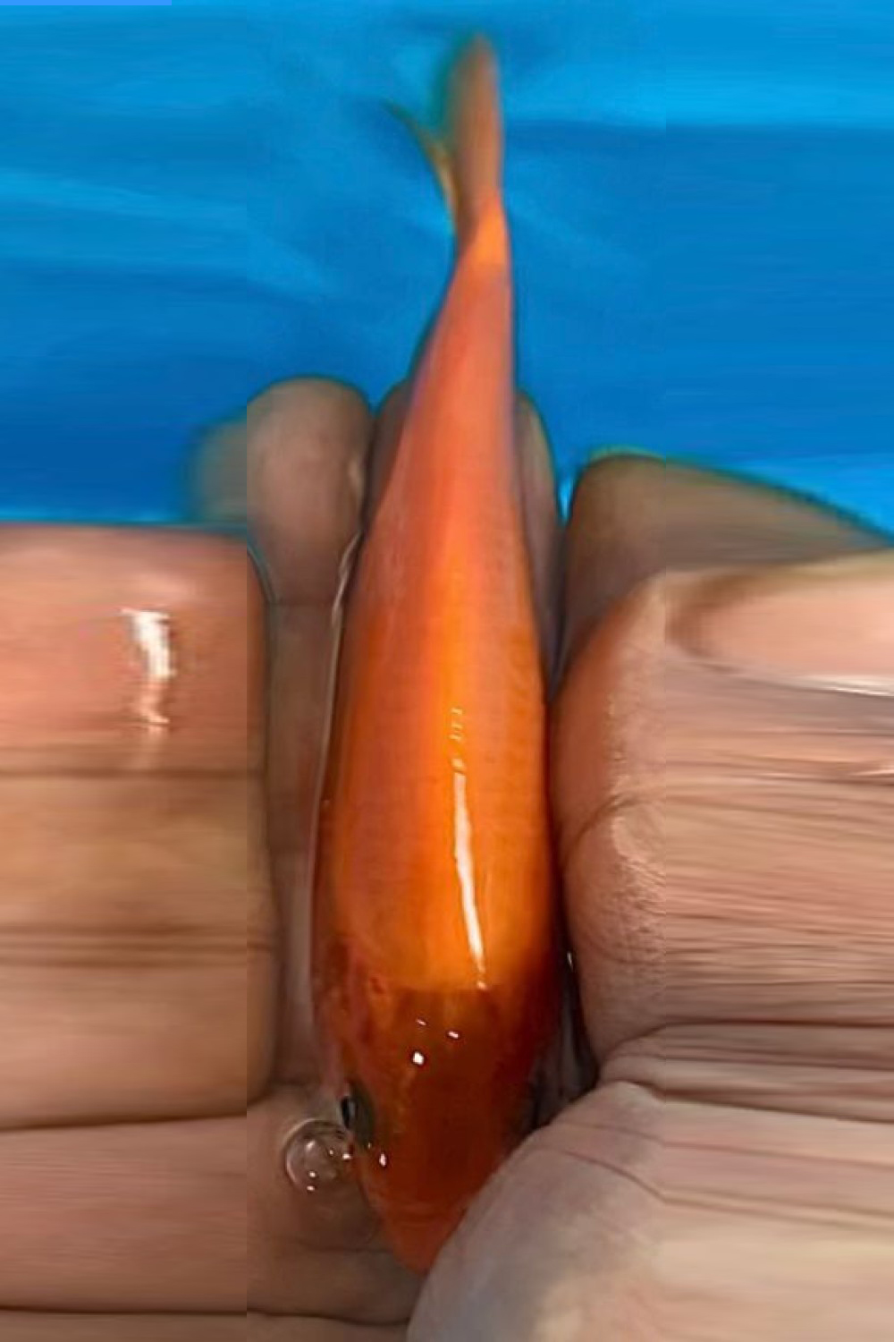 Juara 4