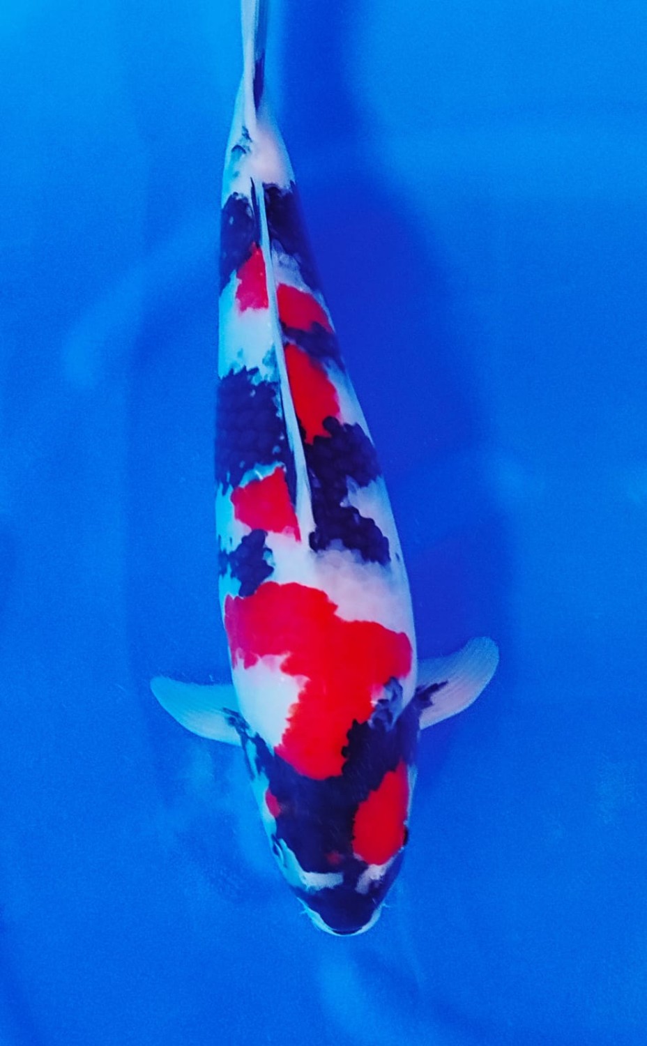 Best In Size A, 46 - 50 cm