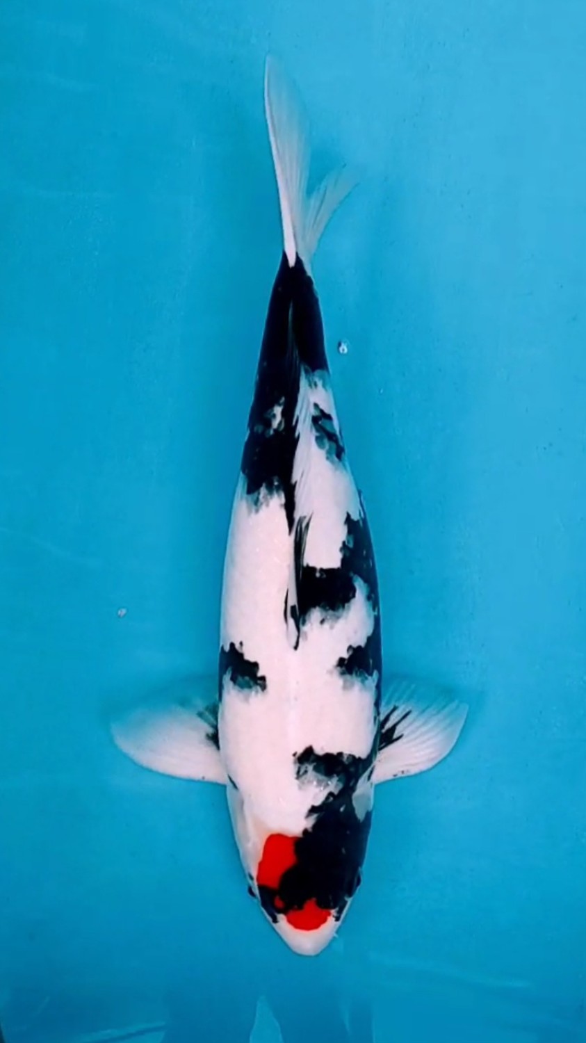 Juara 5