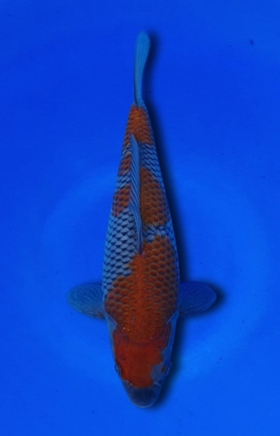 Juara 3