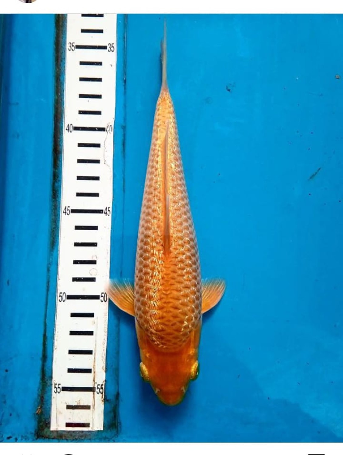 Juara 4