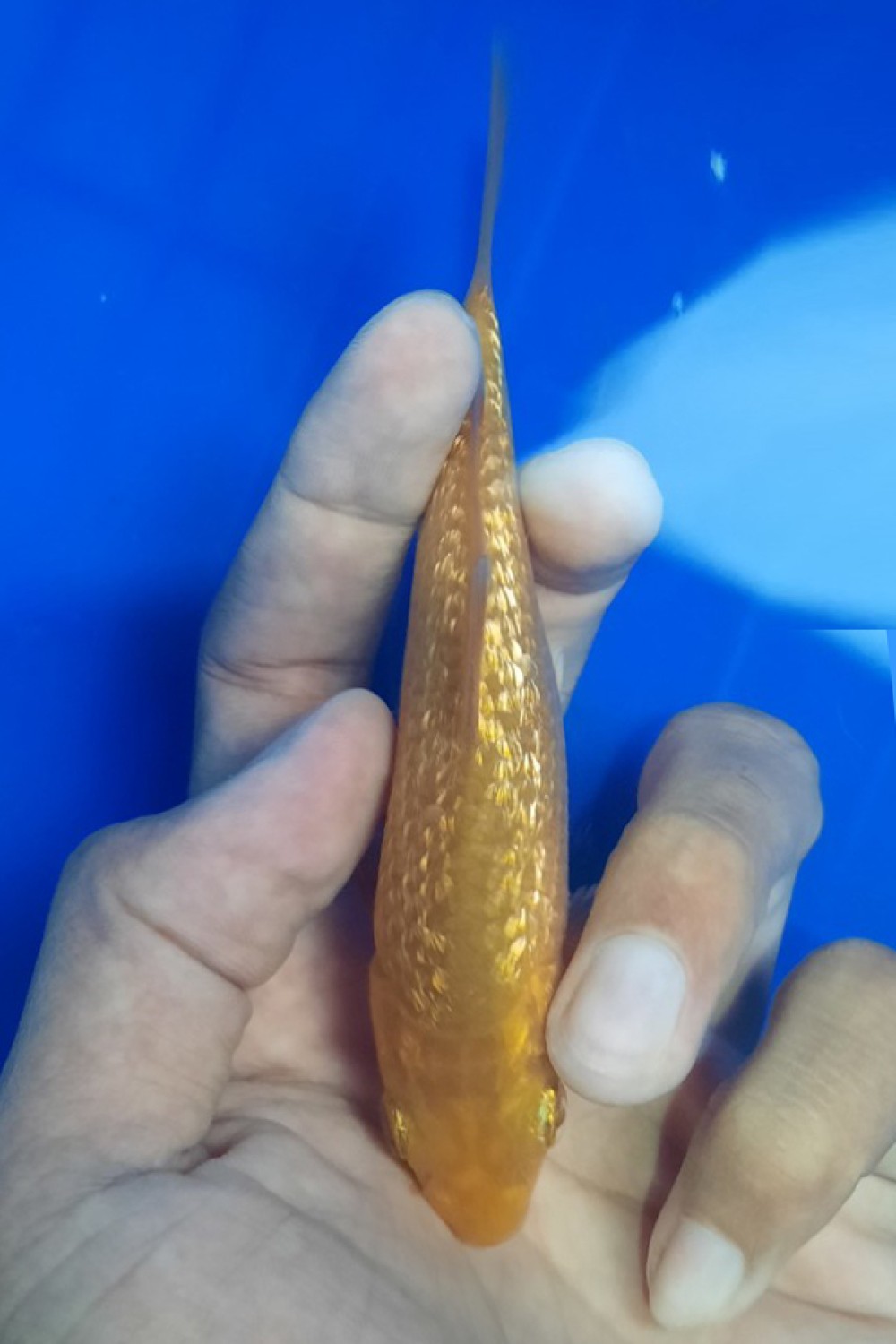 Juara 3