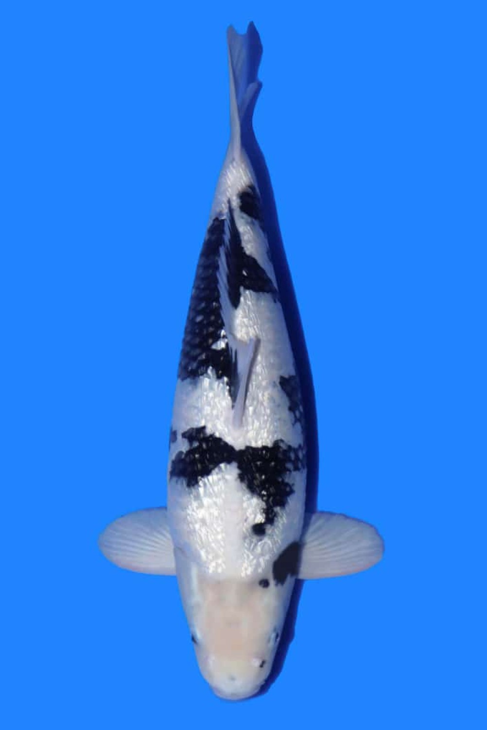 Juara 4