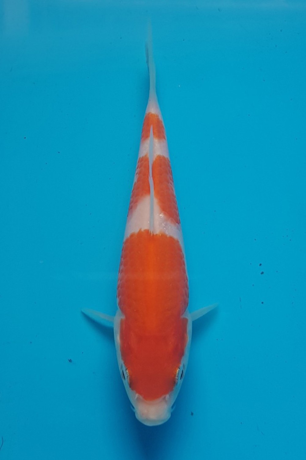 Juara 5