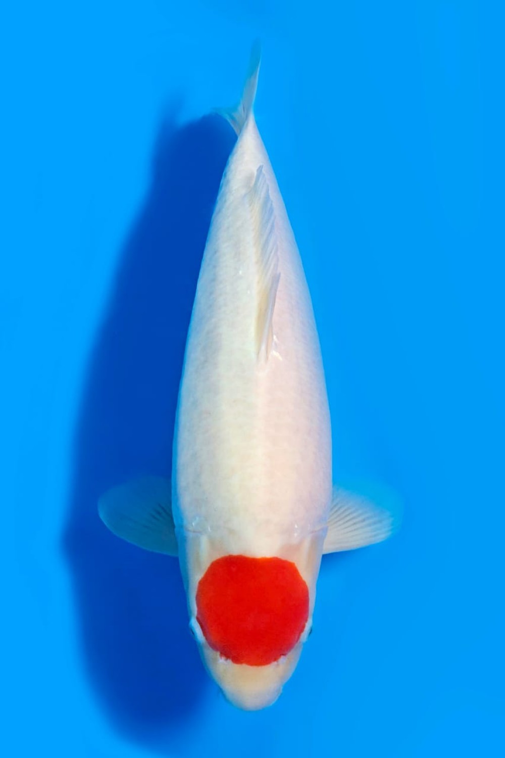 Best In Size C, 71 - 75 cm