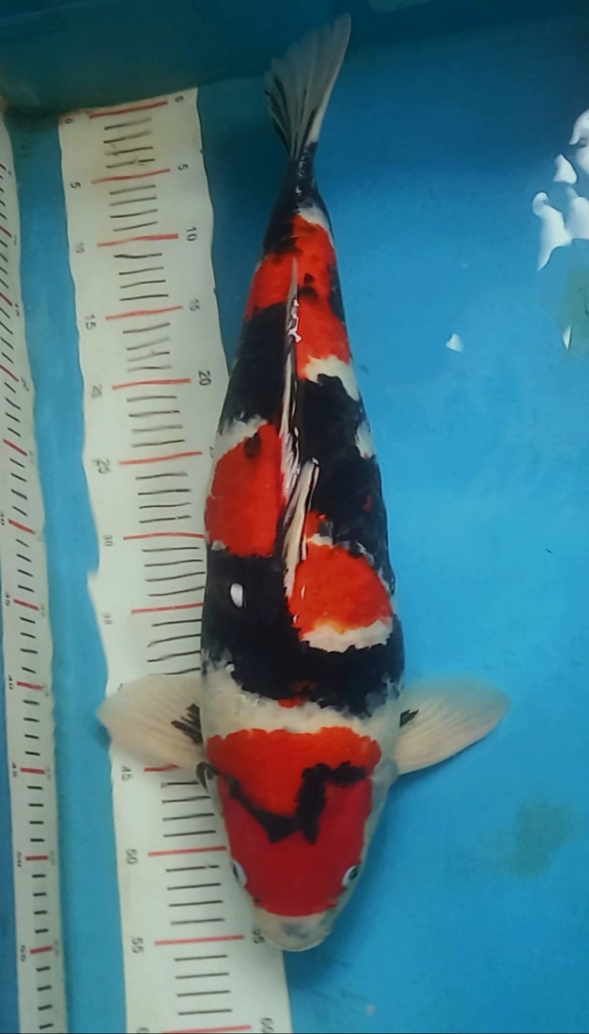 Juara 2