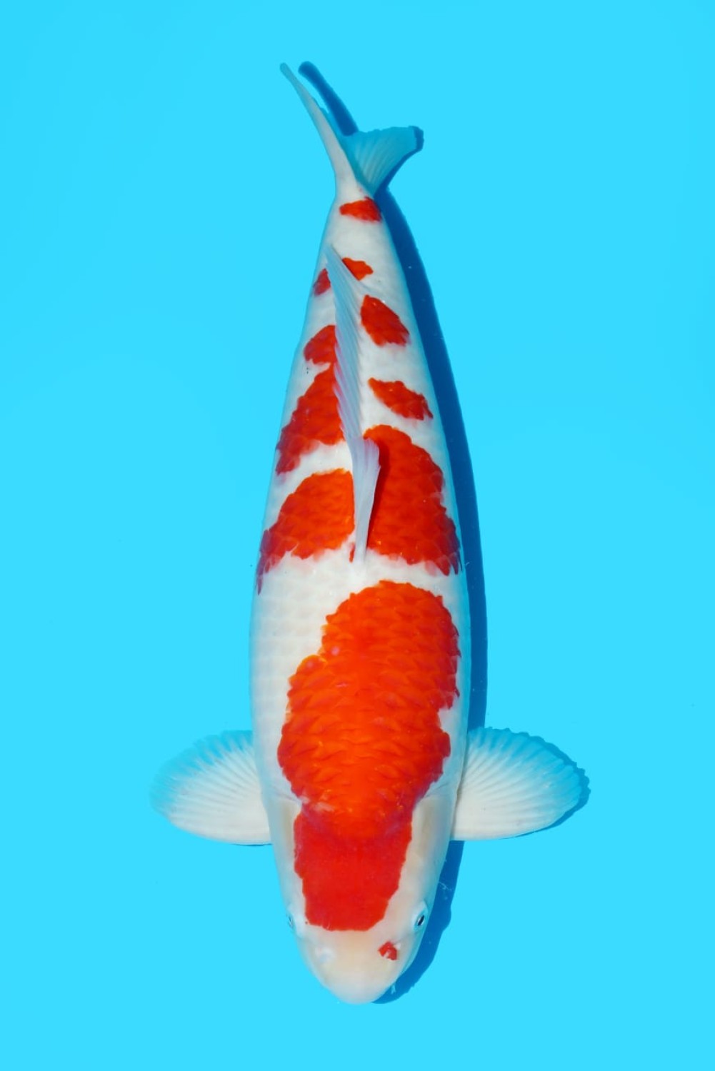 Juara 1