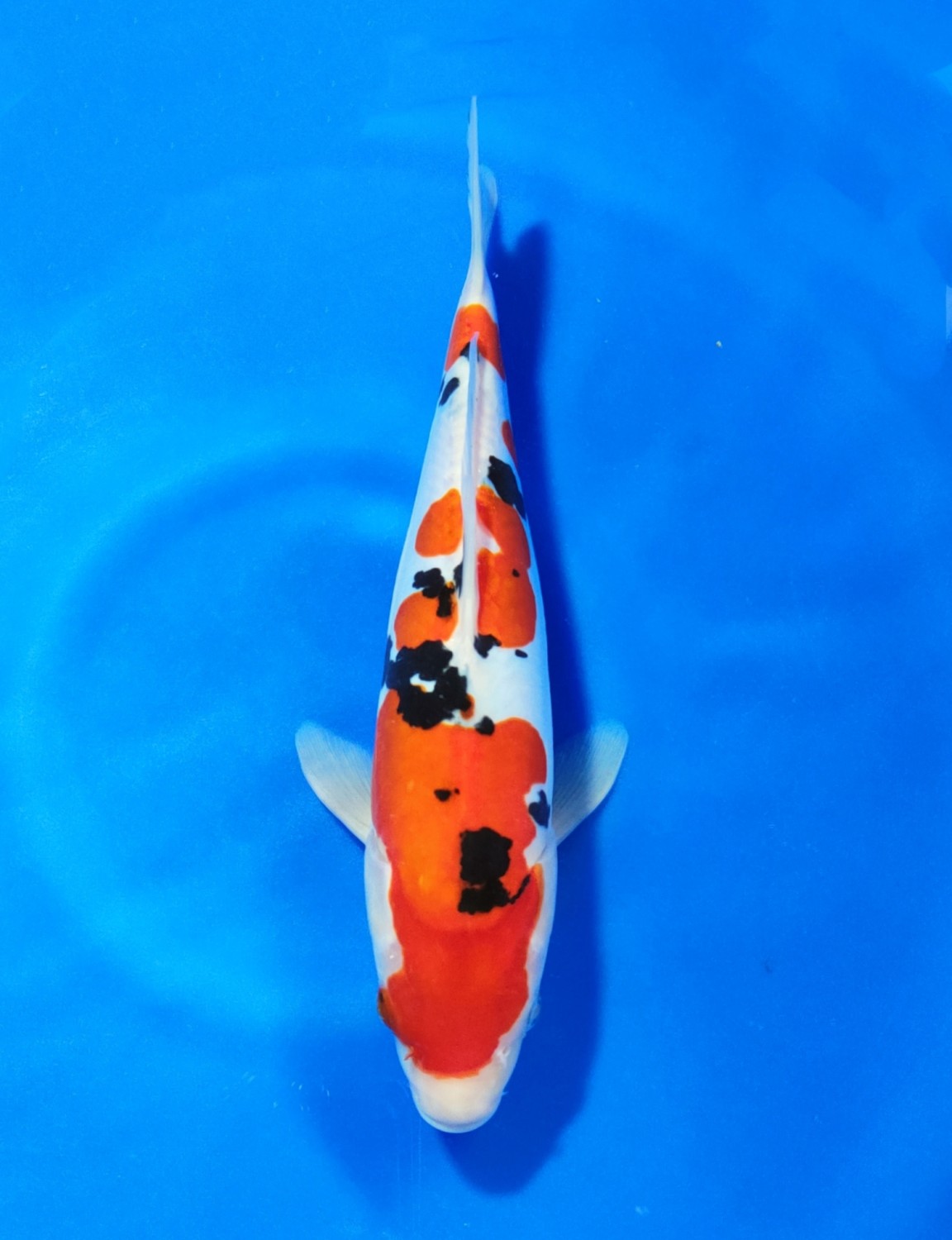 Juara 5