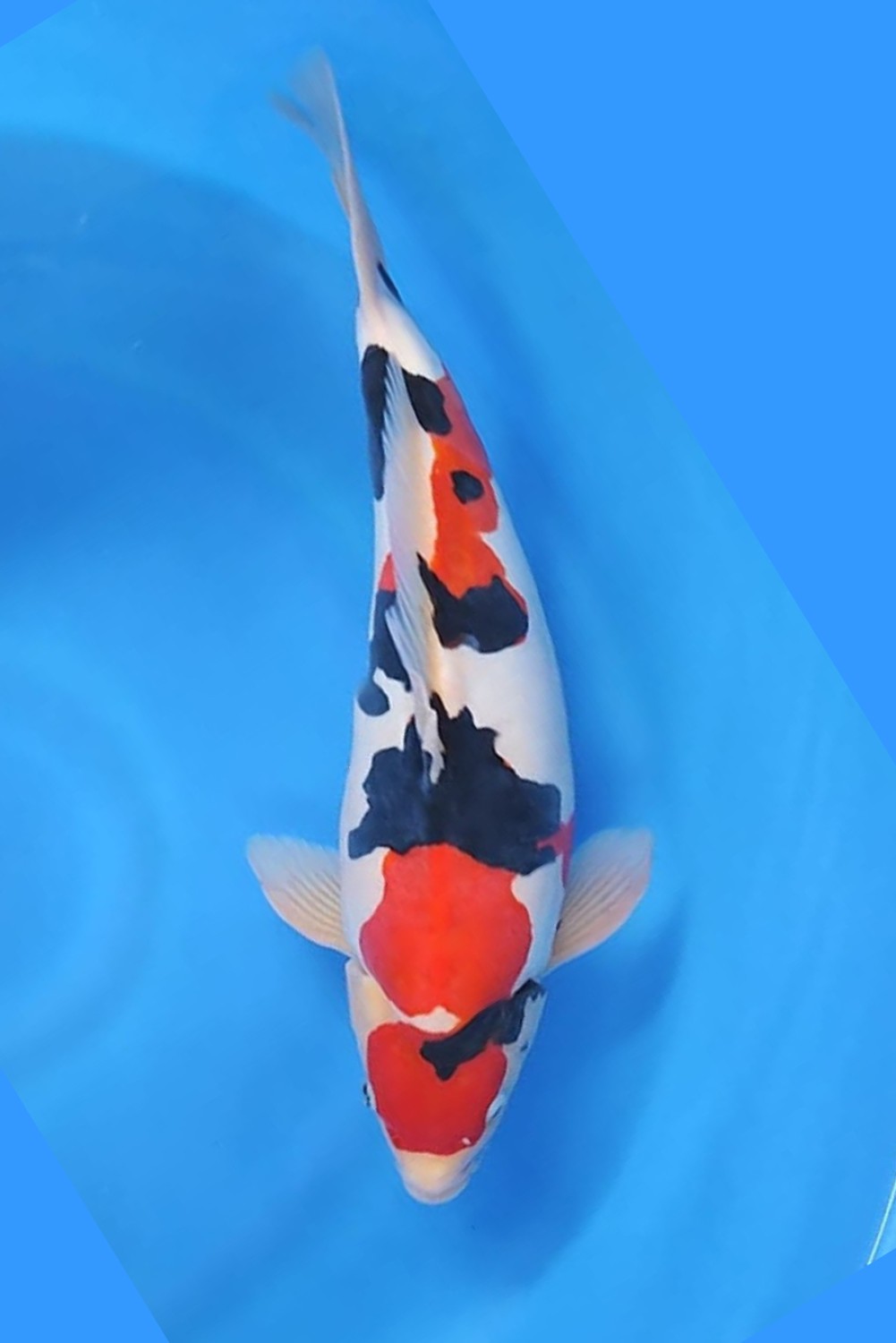 Juara 1