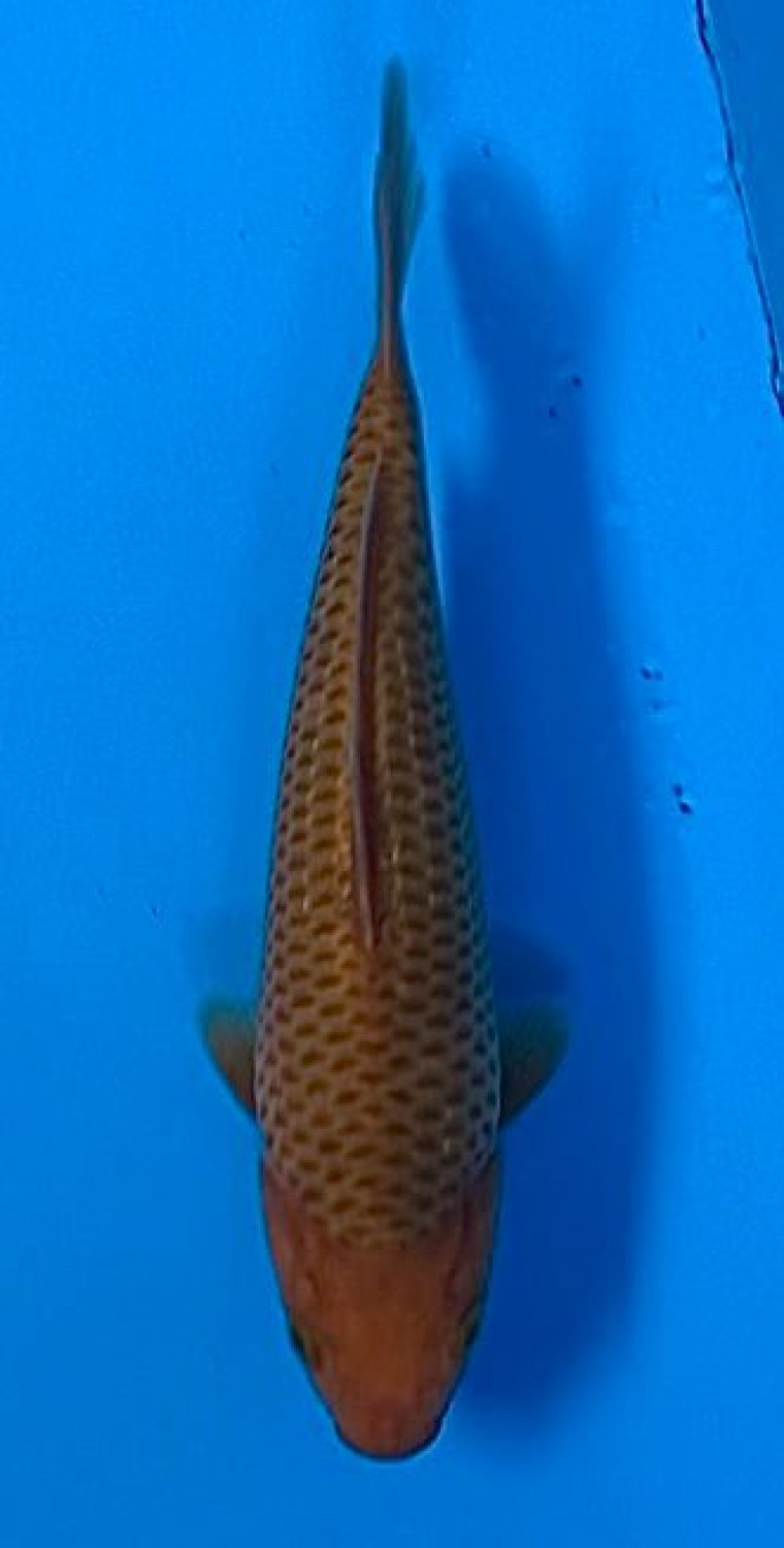 Juara 1