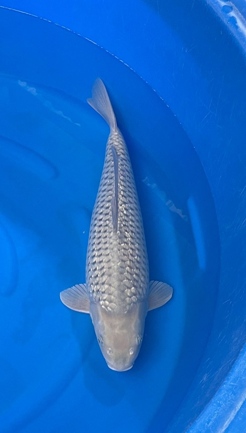 Best In Size E, 56 - 60 cm