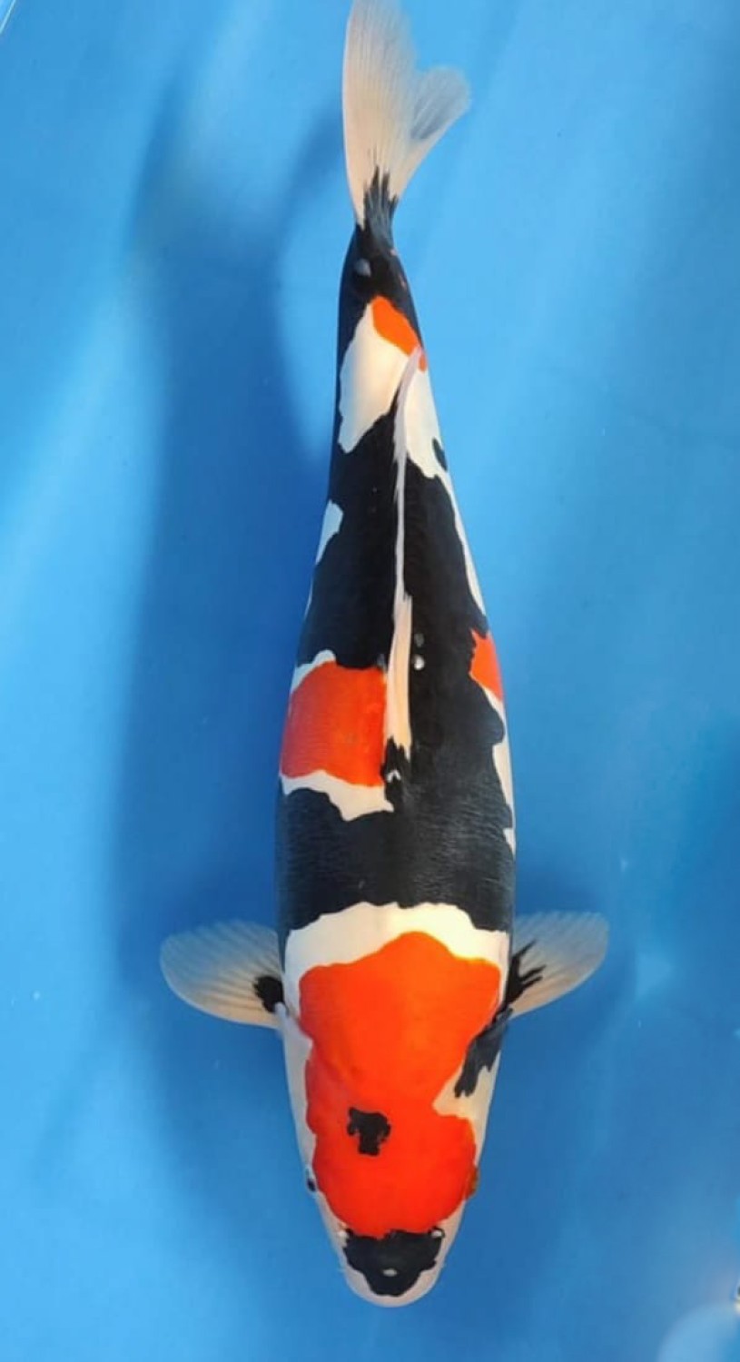 Best In Size C, 51 - 55 cm