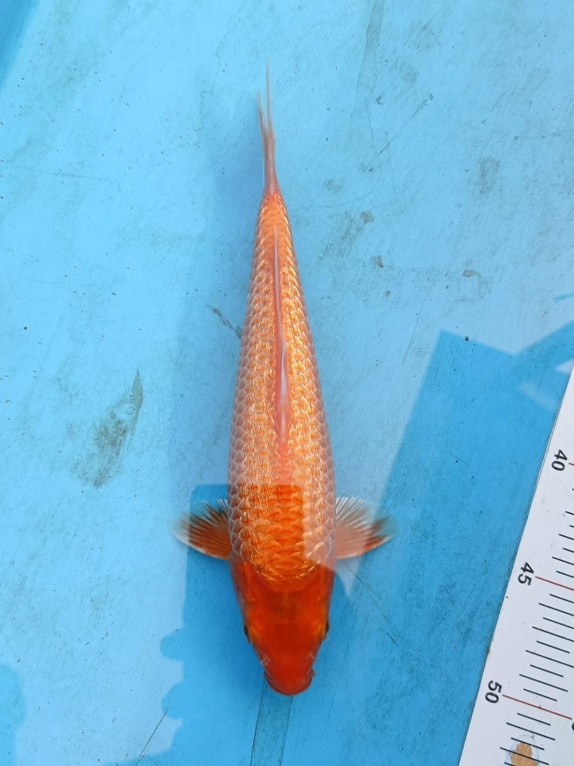 Juara 1