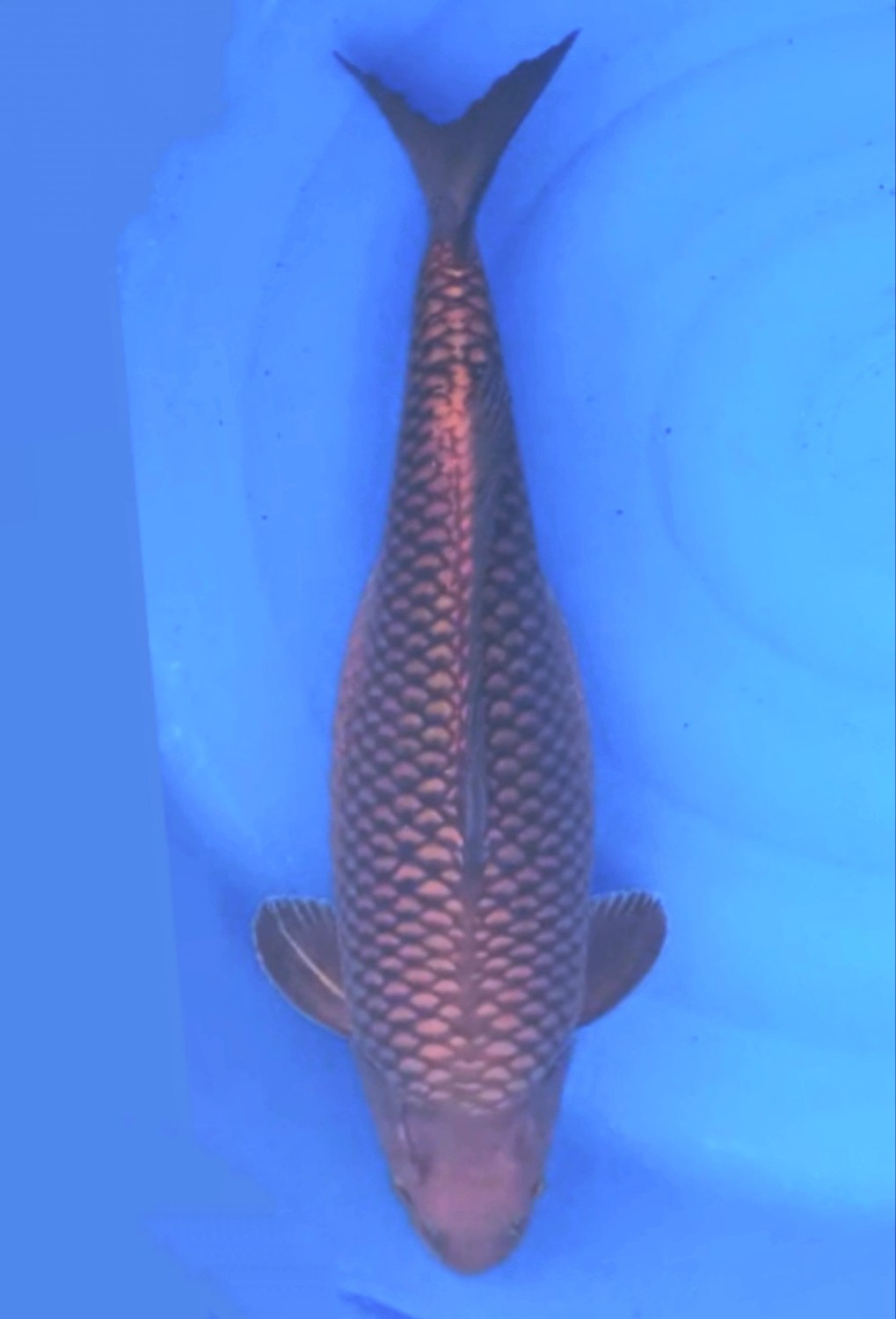 Juara 2