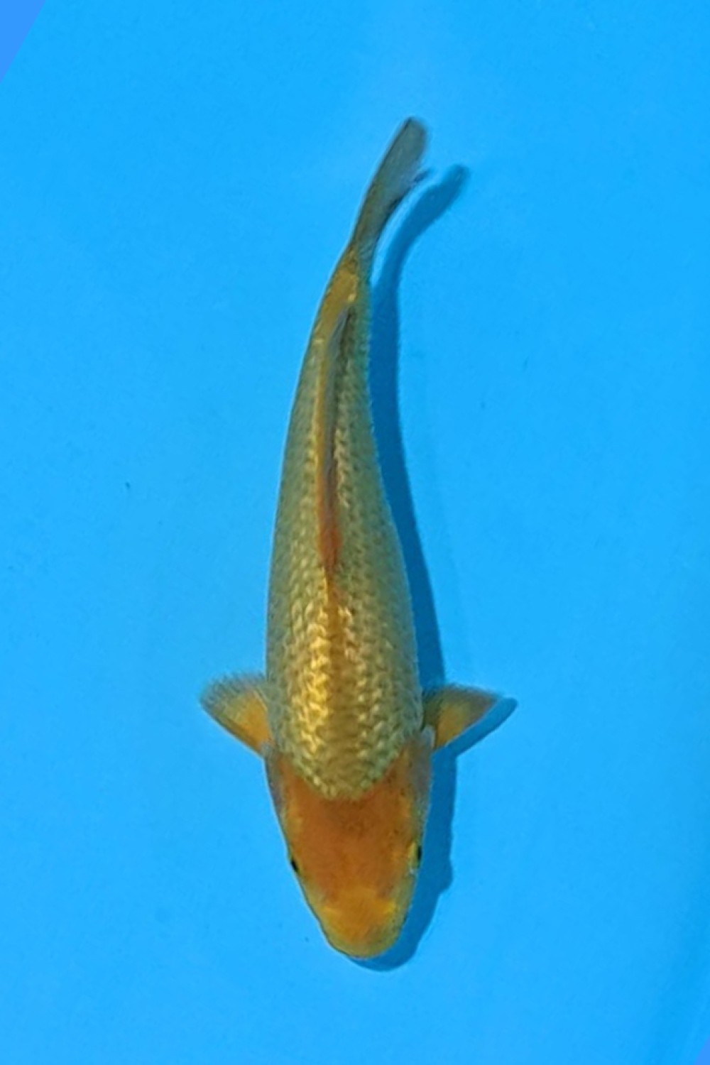 Juara 1